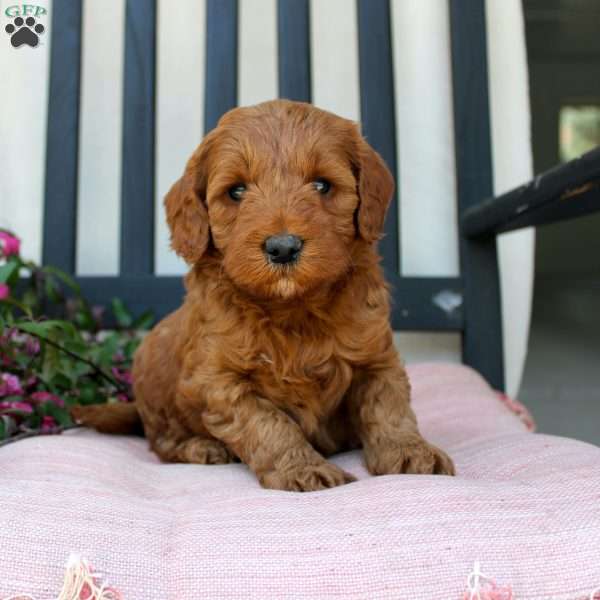 Annie, Mini Goldendoodle Puppy